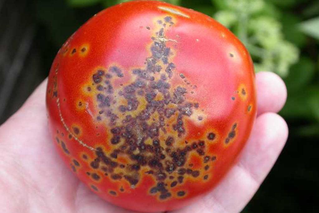 Бактериальный рак томатов: почему возникает и как бороться?