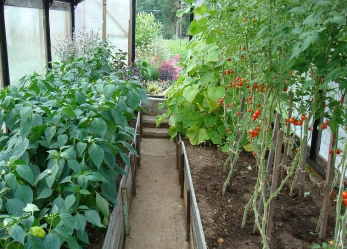 Совместное выращивание томатов в одной теплице с другими овощами